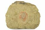 Selenopeltis Trilobite With Red Spines - Fezouata Formation #270547-1